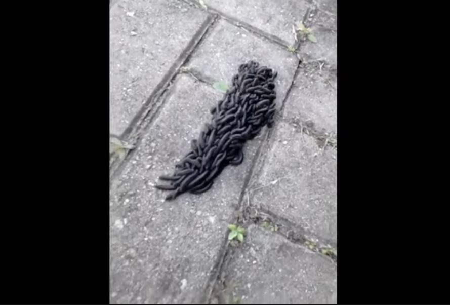 Hundreds of small worms crawling on tiny legs pile up into a giant black monster worm in Brazil video, Hundreds of small worms crawling on tiny legs pile up into a giant black monster worm in Brazil july 2019