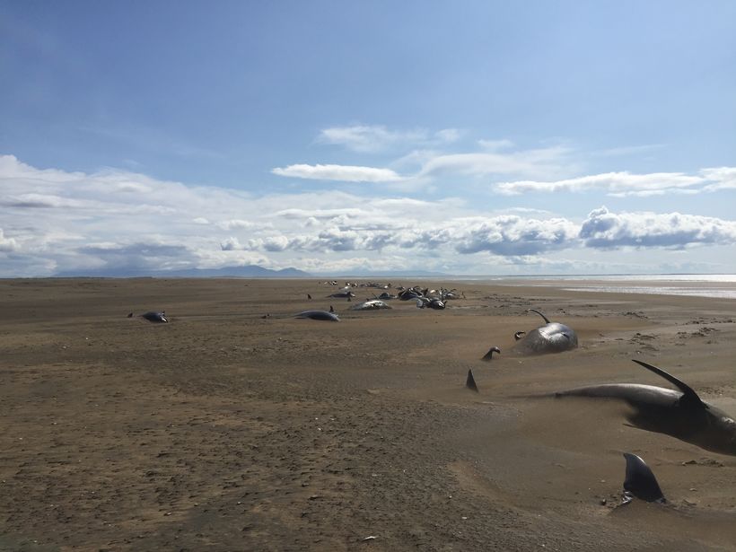 iceland whale mass die-off, iceland whale mass die-off picture, iceland whale mass die-off video, Dozens of dead whales were found on a remote beach in Iceland