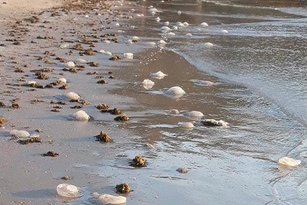 Israel jellyfish invasion, jellyfish invasion israel, jellyfish invasion israel video, jellyfish invasion israel july 2019, jellyfish invasion israel pictures