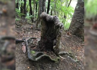 Strange forest 'superorganism' ss keeping this Vampire tree alive, superorganism vampire tree