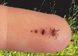 usa lyme disease map, Map of the Lyme disease in the USA, lyme disease conspiracy amendment, A New Jersey congressman is asking the Pentagon to finally investigate a decades-old conspiracy that the government weaponized ticks creating lyme disease