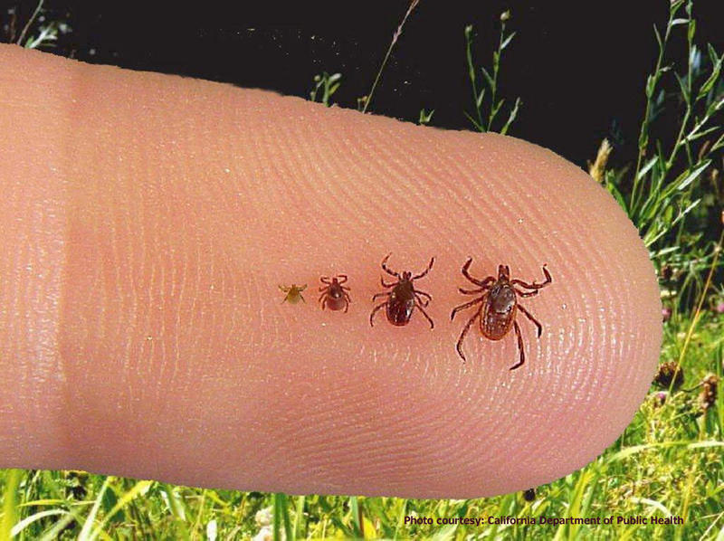 usa lyme disease map, Map of the Lyme disease in the USA, lyme disease conspiracy amendment, A New Jersey congressman is asking the Pentagon to finally investigate a decades-old conspiracy that the government weaponized ticks creating lyme disease