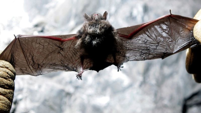 A deadly fungus is killing millions of bats in the U.S. Now it’s in California, A deadly fungus is killing millions of bats in the U.S. Now it’s in California video, A deadly fungus is killing millions of bats in the U.S. Now it’s in California pictures, A deadly fungus is killing millions of bats in the U.S. Now it’s in California update, A deadly fungus is killing millions of bats in the U.S. Now it’s in California news