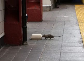 new york rat problem, new york infested by giant rats, large rats invade new york