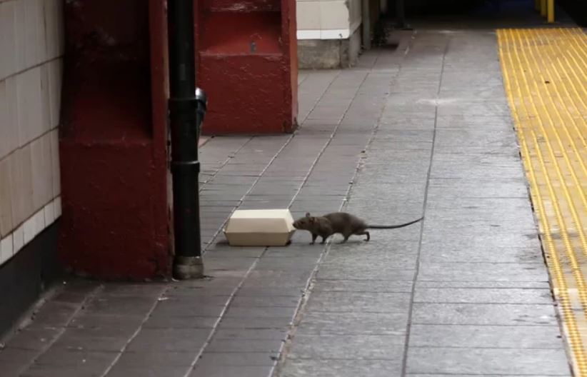 new york rat problem, new york infested by giant rats, large rats invade new york