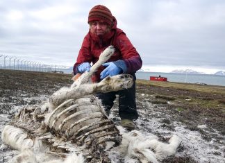 More than 200 dead reindeer starved to death on the island of Svalbard in Norway, More than 200 dead reindeer starved to death in Norway