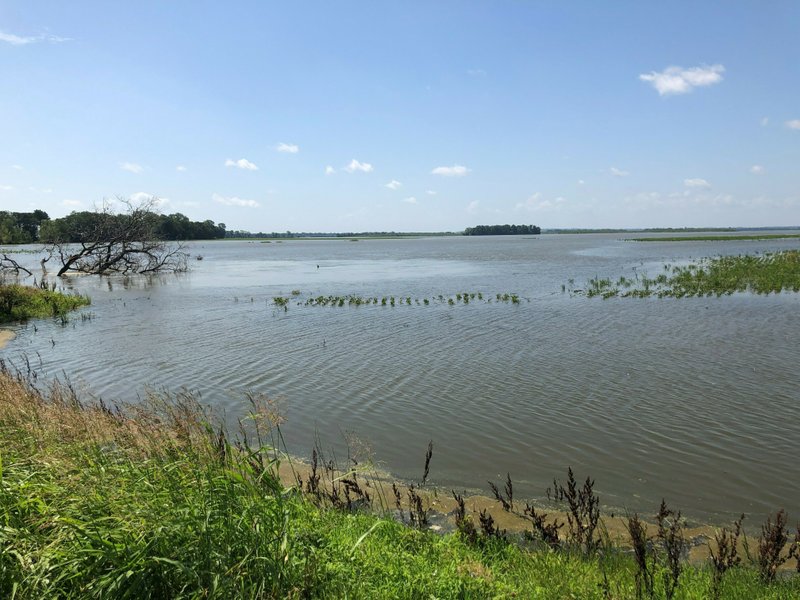 tennessee flooding ruins cotton soybean crops, tennessee flooding ruins cotton soybean crops video, tennessee flooding ruins cotton soybean crops pictures, tennessee flooding ruins cotton soybean crops news, tennessee flooding ruins cotton soybean crops update
