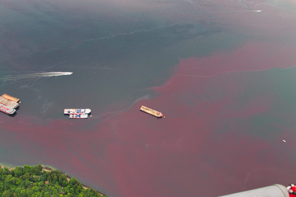 vancouver red water, vancouver red tide, vancouver red tide pictures, vancouver red tide videos, vancouver red tide july 2019