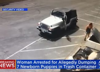 Coachella woman gets jail for dumping puppies in trash, California woman gets jail for dumping puppies in trash