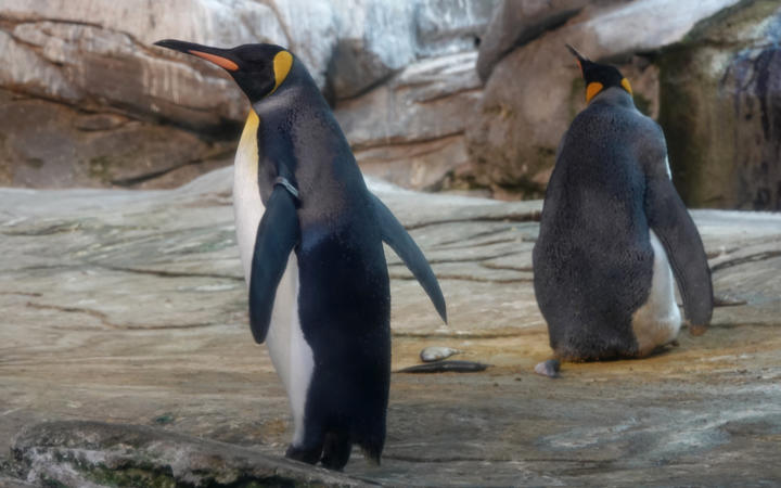Gay penguins, Gay penguins adopt egg, Gay penguins at Berlin Zoo are about to become parents by adopting an egg abandoned by its mother.