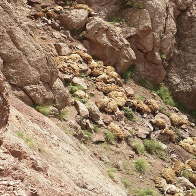 500 sheep die in mass animal suicide in Turkey, 500 sheep die in mass animal suicide in Turkey video, 500 sheep die in mass animal suicide in Turkey pictures