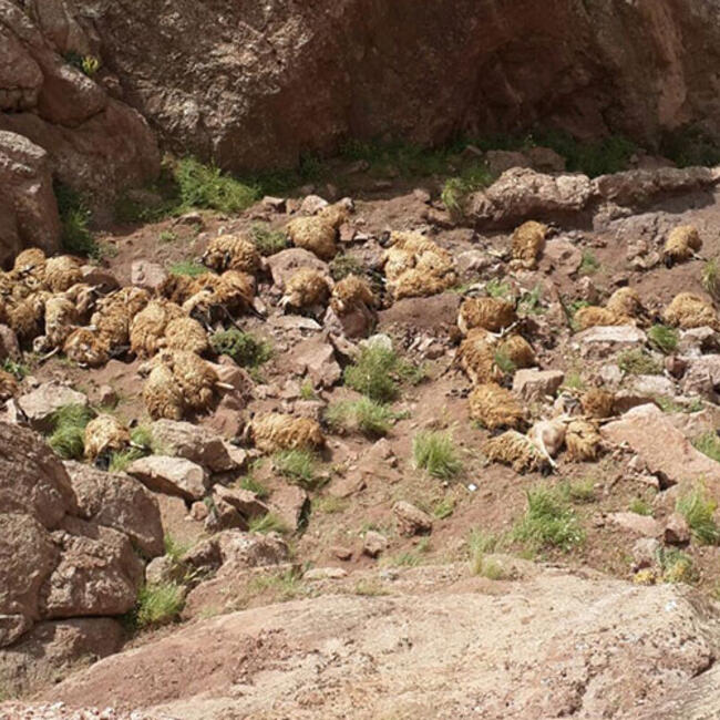 500 sheep die in mass animal suicide in Turkey, 500 sheep die in mass animal suicide in Turkey video, 500 sheep die in mass animal suicide in Turkey pictures