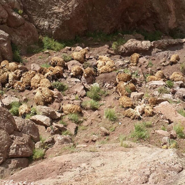 500 sheep die in mass animal suicide in Turkey, 500 sheep die in mass animal suicide in Turkey video, 500 sheep die in mass animal suicide in Turkey pictures