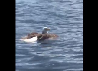 bald eagle catches giant fish, bald eagle catches giant fish video, bald eagle catches giant fish august 2019