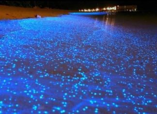 chennai bioluminescence, chennai bioluminescent waves, chennai bioluminescent waves pictures, chennai bioluminescent waves video, chennai bioluminescent waves august 2019