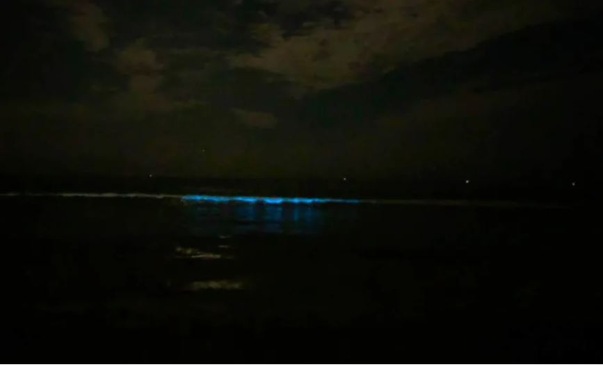 chennai bioluminescent waves, chennai bioluminescent waves pictures, chennai bioluminescent waves video, chennai bioluminescent waves august 2019