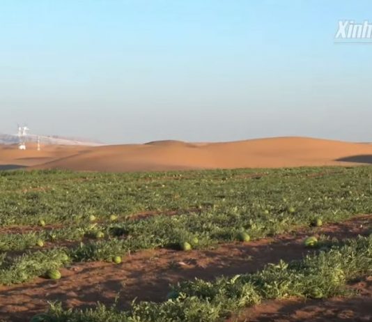 Scientists turn desert into oasis and fertile soil, desert turns into oasis, desert turns into oasis video