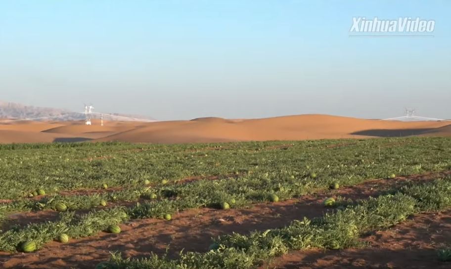 Scientists turn desert into oasis and fertile soil, desert turns into oasis, desert turns into oasis video