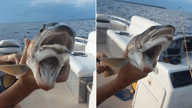 fish with two mouths, fish with two mouths picture, fish with two mouths video, fish with two mouths lake champlain