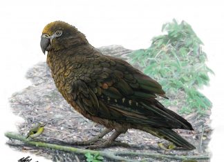 giant parrot heracles new zealand, giant parrot new zealand, giant parrot new zealand size, giant parrot discovered new zealand, giant parrot new zealand discovery, giant parrot new zealand fossils, giant parrot new zealand august 2019