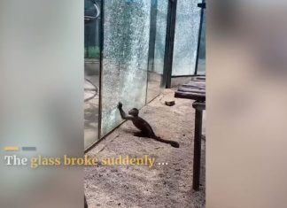 monkey brakes glass window with stone in zoo video, monkey brakes glass window with stone in zoo video china, monkey brakes glass window with stone in zoo video august 2019,