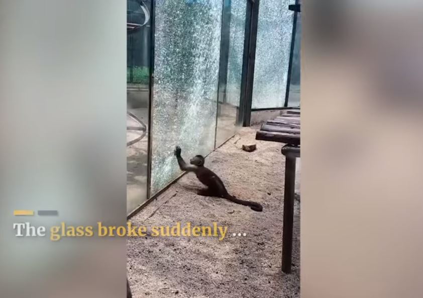 monkey brakes glass window with stone in zoo video, monkey brakes glass window with stone in zoo video china, monkey brakes glass window with stone in zoo video august 2019, 