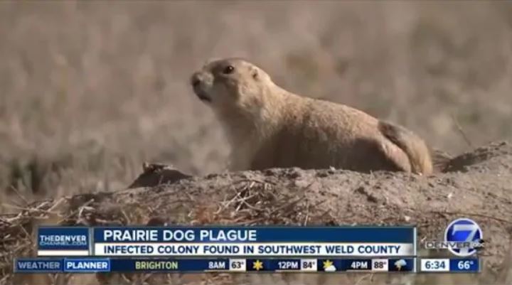 prairie dog plague denver, Plague continues to strike Denver prairie dog colony, prairie dog plague denver video