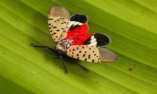 spotted lanternfly invasion new jersey, spotted lanternfly invasion usa, spotted lanternfly invasion new jersey video, spotted lanternfly invasion new jersey pictures