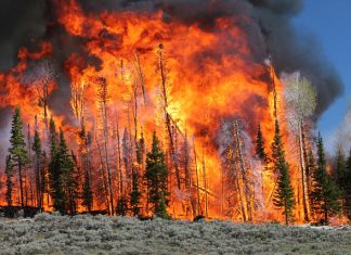 terrifying sound raging wildfire, terrifying sound raging wildfire video, terrifying sound raging wildfire august 2019