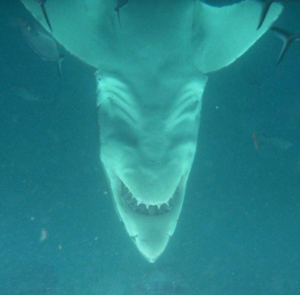 white shark from below is terrifying, great white shark from below is terrifying