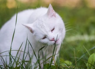why cats eat grass reason why cats eat grass, cats eat grass, grass and cats