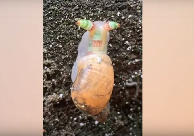 zombie snail video, zombie snail, Mysterious zombie snailed is flashing like a chameleon going out of control