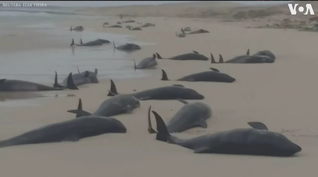 134 dead whales cape verde, 134 dead whales cape verde video, 134 dead whales cape verde september 2019