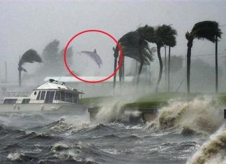 dolphin flying in the winds of Hurricane Dorian, dolphin flying in the winds of Hurricane Dorian picture, dolphin flying in the winds of Hurricane Dorian video