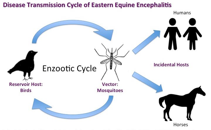 EEE epidemic in the USA, EEE epidemic in the USA michigan, rare mosquito borne disease spreads in USA