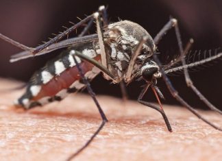 eee virus kills 3 usa, eee death, brain infecting virus spread by mosquitoes kills 3 in usa