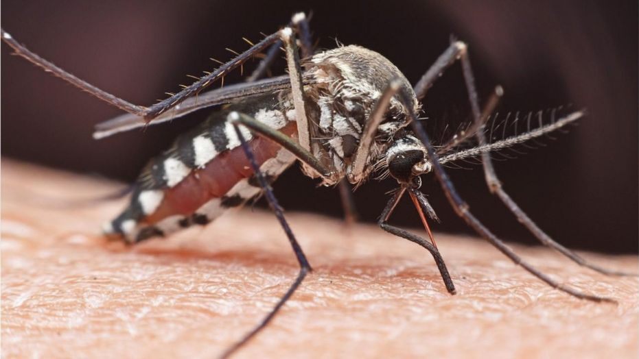 eee virus kills 3 usa, eee death, brain infecting virus spread by mosquitoes kills 3 in usa