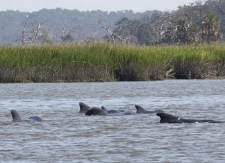 Roughly two dozen pilot whales beached themselves on and near a Georgia barrier island, leaving 15 dead