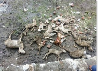 lightning kills 230 sheep in Nepal