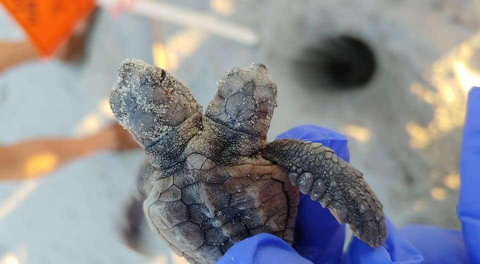 Extremely rare two-headed baby turtle found on South Carolina beach, Extremely rare two-headed baby turtle found on South Carolina beach pictures, Extremely rare two-headed baby turtle found on South Carolina beach video
