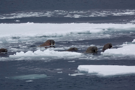Walrus sinks Russian naval vessel, walrus sinks russian boat, walrus sinks russian landing boat