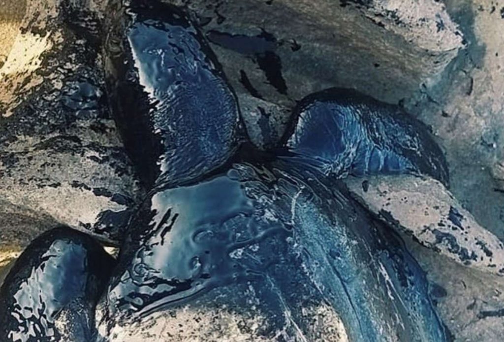 brazil mysterious oil spill, brazil mysterious oil spill kills animals beach