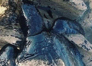 brazil mysterious oil spill, brazil mysterious oil spill kills animals beach