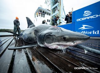 Massive great white shark has two giant bite marks on its head, great white shark two bite marks on head, great white shark two bite marks on head video, great white shark two bite marks on head picture