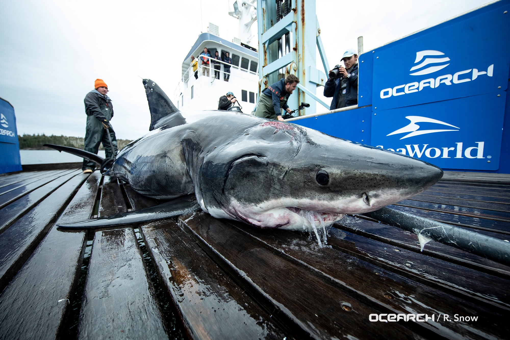 A colossal giant from the deep ocean bites enormous great white shark ...