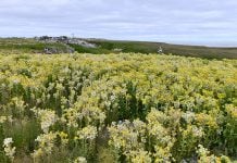 Arctic Bloom: Flowers and Rich Vegetation Blossoming Only 1000 Miles Away From North Pole Surprise Scientists Arctic Bloom, blooming arctic, Arctic Bloom pictures, Arctic Bloom october 2019, flowers in arctic