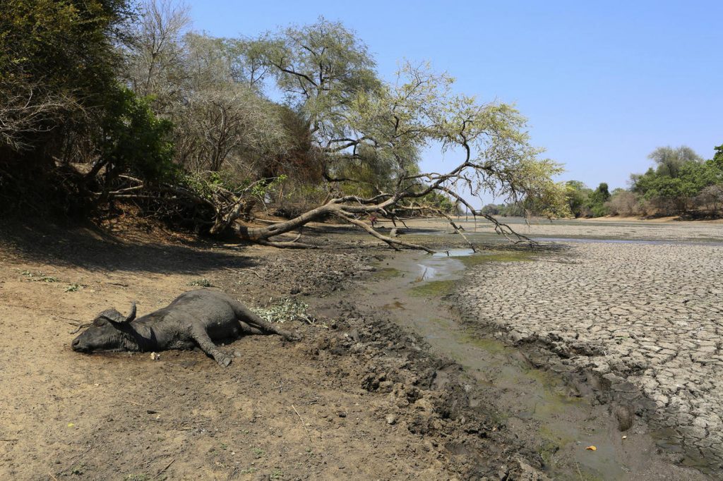 More than 100 elephants die amid drought in Zimbabwe, More than 100 elephants die amid drought in Zimbabwe video, More than 100 elephants die amid drought in Zimbabwe pictures