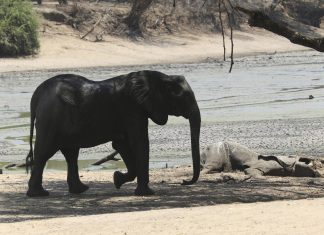 More than 100 elephants die amid drought in Zimbabwe, More than 100 elephants die amid drought in Zimbabwe video, More than 100 elephants die amid drought in Zimbabwe pictures