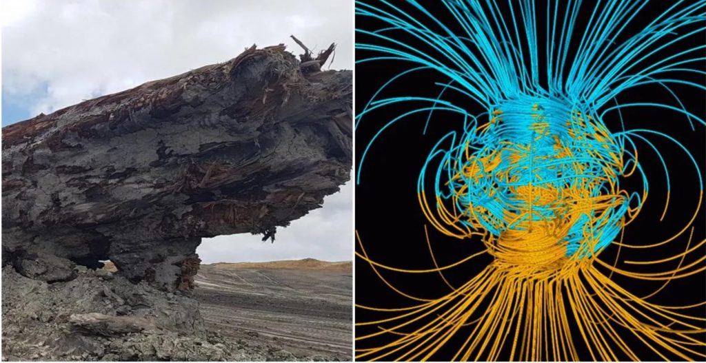 New Zealand: Ancient tree records magnetic field reversal in its ring