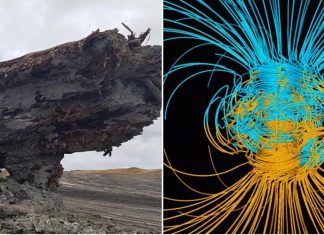 New Zealand: Ancient tree records magnetic field reversal in its ring